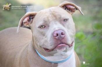 93370a Blue -  American Staffordshire Terrier and Mixed Breed Dog for Adoption in North Charleston, South Carolina - 93370a Blue | PetCurious