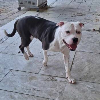 Rescue Mixed Breed Dogs for Adoption in Savannah, Georgia - Major 21 | PetCurious