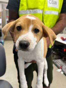 Babygirl -  Terrier Dog for Adoption in Hopkinsville, Kentucky - Babygirl | PetCurious