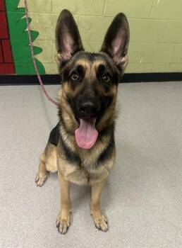 German Shepherd Dog Dogs Available for Adoption - DALE | PetCurious