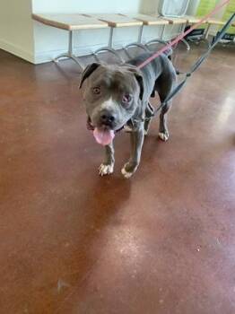 Furdinand -  Pit Bull Terrier and Mixed Breed Dog for Adoption in New Orleans, Louisiana - Furdinand | PetCurious