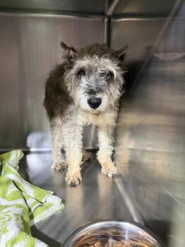 Ford $450 -  Schnauzer Dog for Adoption in West Milwaukee, Wisconsin - Ford $450 | PetCurious