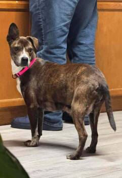 Mixed Breed Dogs Available for Adoption - Honeybee | PetCurious