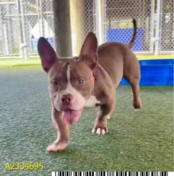 MJ -  Mixed Breed Dog for Adoption in West Palm Beach, Florida - MJ | PetCurious