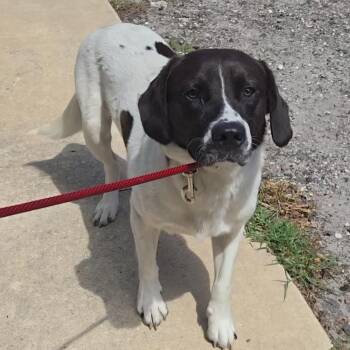 SNOOPY -  Mixed Breed Dog for Adoption in Fernandina Beach, Florida - SNOOPY | PetCurious