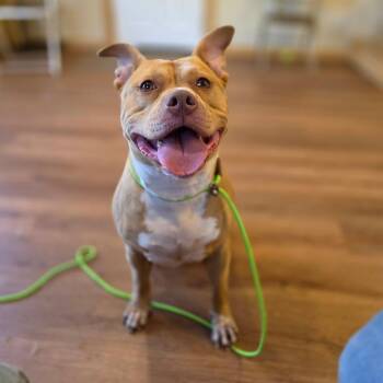 Brigid -  American Staffordshire Terrier and Mixed Breed Dog for Adoption - Brigid | PetCurious