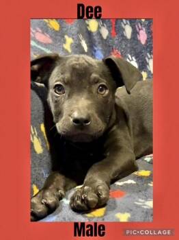 Rescue Labrador Retriever Dogs for Adoption in Manchester, Connecticut - Dee | PetCurious