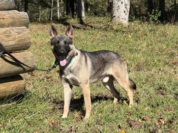Josh -  German Shepherd Dog Dog for Adoption in Thibodaux, Louisiana - Josh | PetCurious
