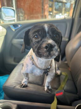 Rescue Shih Tzu Dogs for Adoption in Fort Collins, Colorado - Oliver | PetCurious