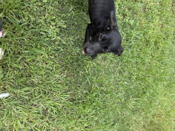 Shira -  Black Labrador Retriever Dog for Adoption in Louise, Texas - Shira | PetCurious
