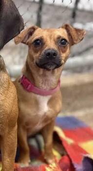Eorona aka Borona #A-143394 -  Chihuahua and Dachshund Dog for Adoption in Silsbee, Texas - Eorona Aka Borona #A-143394 | PetCurious
