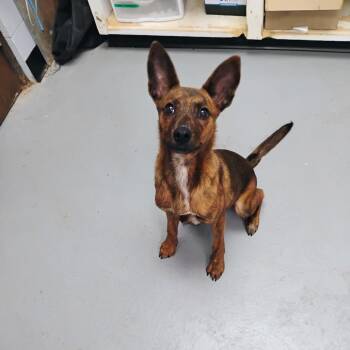 Shepherd Dogs Available for Adoption in Duncan, Oklahoma - LD Jones Dog | PetCurious