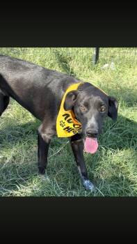Ellie -  Border Collie Dog for Adoption - Ellie | PetCurious