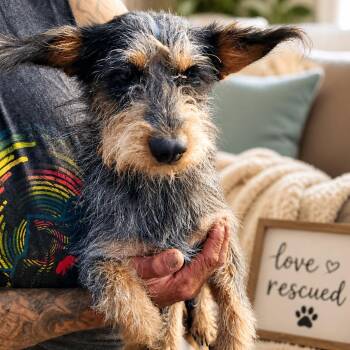 Wirehaired Terrier Dogs Available for Adoption in Plainfield, Connecticut -  Biggie | PetCurious