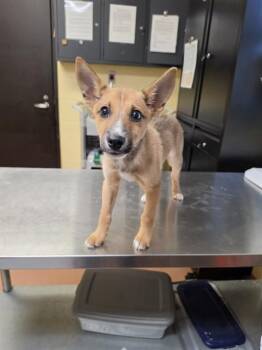 Siberian Husky and Carolina Dog Dogs Available for Adoption in Cookeville, Tennessee - SCHLOR | PetCurious