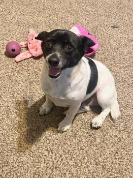 Bullet BL8908-T -  Dachshund and Corgi Dog for Adoption in Missouri City, Texas - Bullet BL8908-T | PetCurious