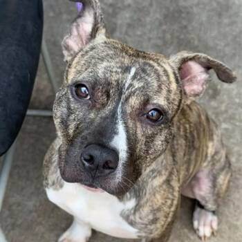 Chai -  Pit Bull Terrier Dog for Adoption in Chicago, Illinois - Chai | PetCurious