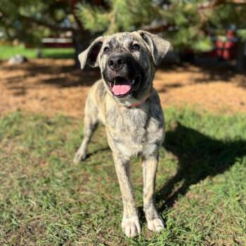 McGee--In Foster -  Pit Bull Terrier and German Shepherd Dog Dog for Adoption in Fargo, North Dakota - McGee--In Foster | PetCurious