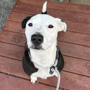 Mixed Breed Dogs Available for Adoption - Dolly | PetCurious