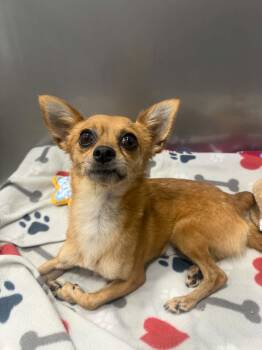 Mild Cheddar -  Chihuahua Dog for Adoption in Kalamazoo, Michigan - Mild Cheddar | PetCurious