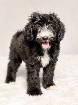 Cookies-N-Cream (m) -  Poodle and Australian Shepherd Dog for Adoption in Nashville, Tennessee - Cookies-N-Cream (m) | PetCurious