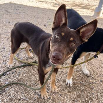 Pebbles -  Mixed Breed Dog for Adoption in Las Cruces, New Mexico - Pebbles | PetCurious