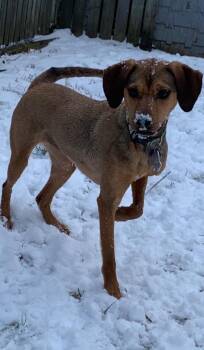 Ivy -  Hound Dog for Adoption in Charlotte, Michigan - Ivy | PetCurious