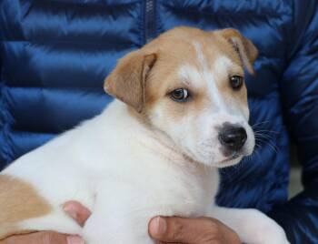 Rescue Terrier and Labrador Retriever Dogs for Adoption in Pflugerville, Texas - Roobee | PetCurious