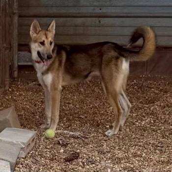 Cheyenne -  Shepherd Dog for Adoption in Opelika, Alabama - Cheyenne | PetCurious