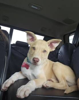 Trouble -  Australian Cattle Dog Blue Heeler Dog for Adoption in Houston, Texas - Trouble | PetCurious