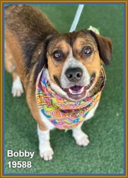 BOBBY -  Pembroke Welsh Corgi and Spaniel Dog for Adoption in Marietta, Georgia - BOBBY | PetCurious