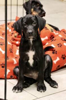 Croppy -  Labrador Retriever Dog for Adoption in Tucson, Arizona - Croppy | PetCurious