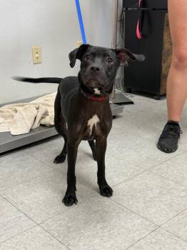 Tifton -  Pit Bull Terrier Dog for Adoption in Sorrento, Louisiana - Tifton | PetCurious