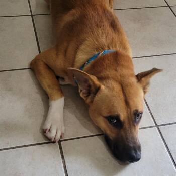 Alfie -  German Shepherd Dog Dog for Adoption in Houston, Texas - Alfie | PetCurious