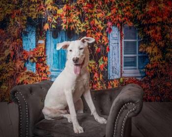 Rescue Shepherd and Retriever Dogs for Adoption in Saugus, Massachusetts - Lizzie | PetCurious