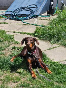 Doberman Pinscher Dogs Available for Adoption in Fleetwood, Pennsylvania - Eowyn | PetCurious