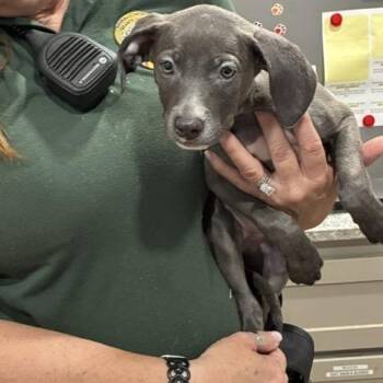 Catan -  Whippet and Mixed Breed Dog for Adoption in Buchanan Dam, Texas - Catan | PetCurious