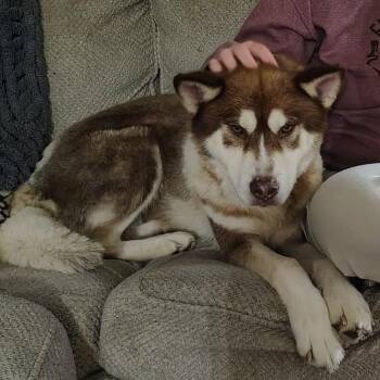 Dakota -  Husky Dog for Adoption in Olathe, Kansas - Dakota | PetCurious