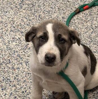 Wednesday -  Siberian Husky Dog for Adoption in Golden, Colorado - Wednesday | PetCurious