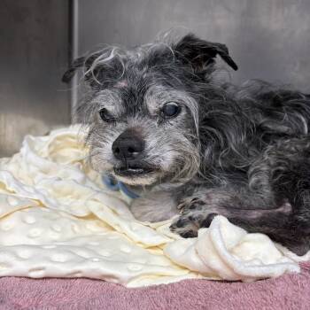 Eugene -  Mixed Breed Dog for Adoption in Newark, New Jersey - Eugene | PetCurious