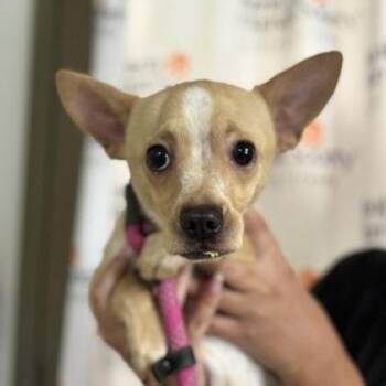 Marley -  Chihuahua Dog for Adoption in Springboro, Ohio - Marley | PetCurious