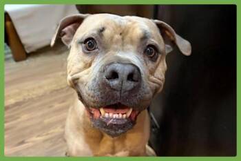 Santana -  Pit Bull Terrier Dog for Adoption in Amherst, Massachusetts - Santana | PetCurious