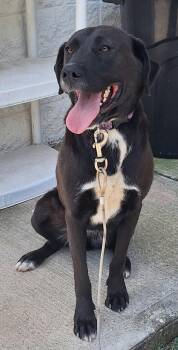 Annie -  Black Labrador Retriever Dog for Adoption in Stanton, Kentucky - Annie | PetCurious