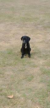 Rescue Black Labrador Retriever Dogs for Adoption in Plano, Texas - Bailey | PetCurious