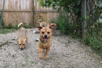 Chihuahua and Basset Hound Dogs Available for Adoption in Plain City, Ohio - Paco | PetCurious