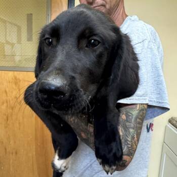 Loki -  Mixed Breed and Black Labrador Retriever Dog for Adoption in Corinth, Mississippi - Loki | PetCurious