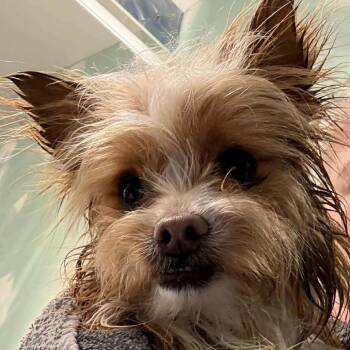 Mixed Breed Dogs Available for Adoption - George | PetCurious