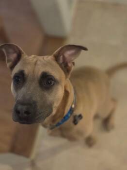 Rescue Mixed Breed Dogs for Adoption in Spring, Texas - Scooby | PetCurious
