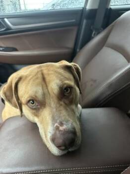 Mixed Breed Dogs Available for Adoption - Franz | PetCurious