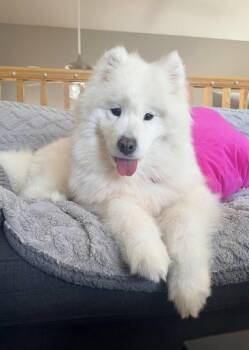 Samoyed Dogs Available for Adoption in Milwaukee, Wisconsin - Laney | PetCurious